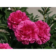 Пион Paeonia Kansas